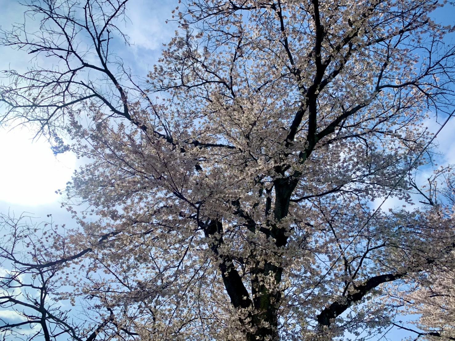 🌸お花見ハイキング🥾