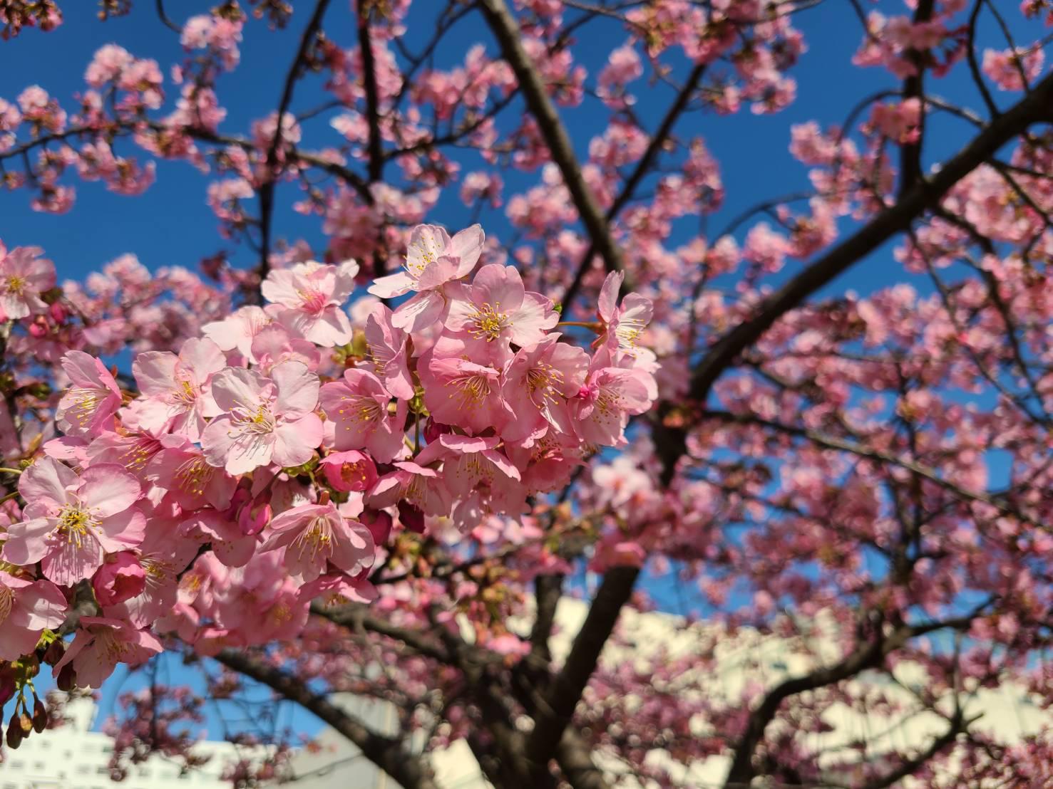 春はもうすぐ🌸