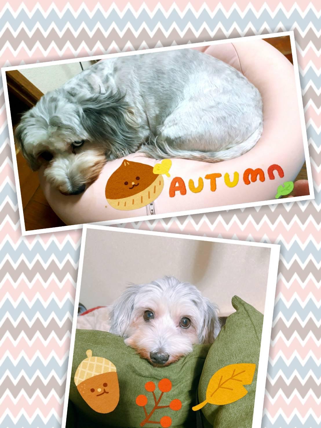 ヒト幹細胞✨ﾌｪｲｼｬﾙ