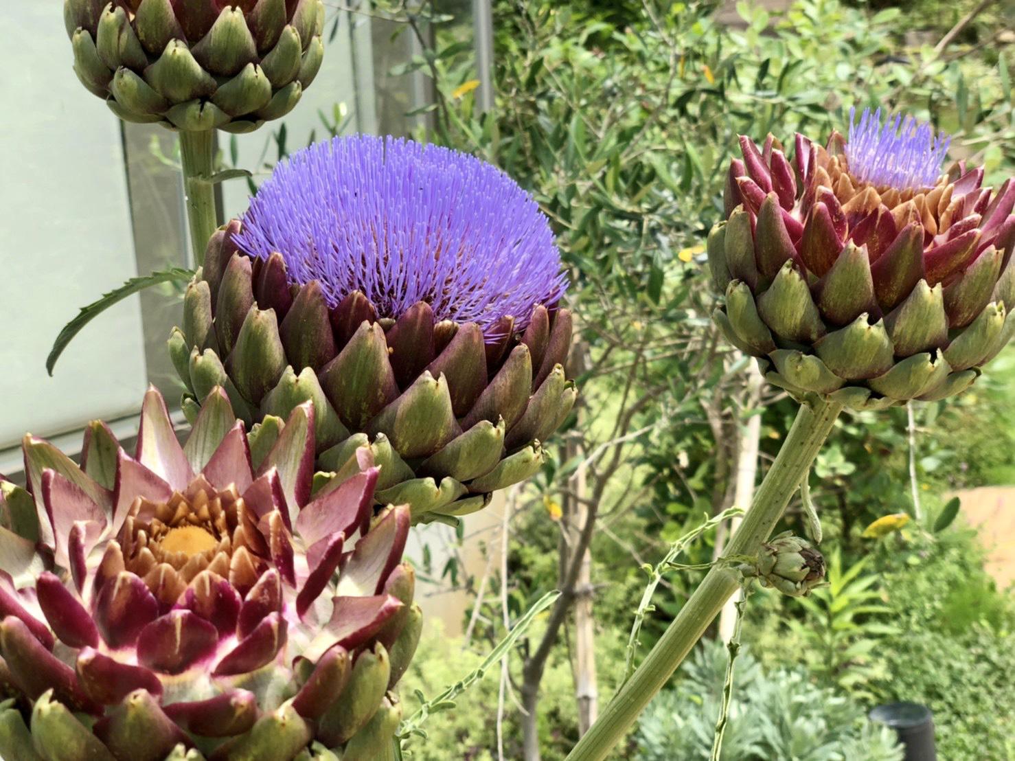 👠ｱｰﾃｨﾁｮｰｸの花👠