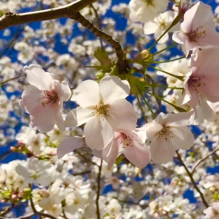 🌸春到来🚶‍♀️