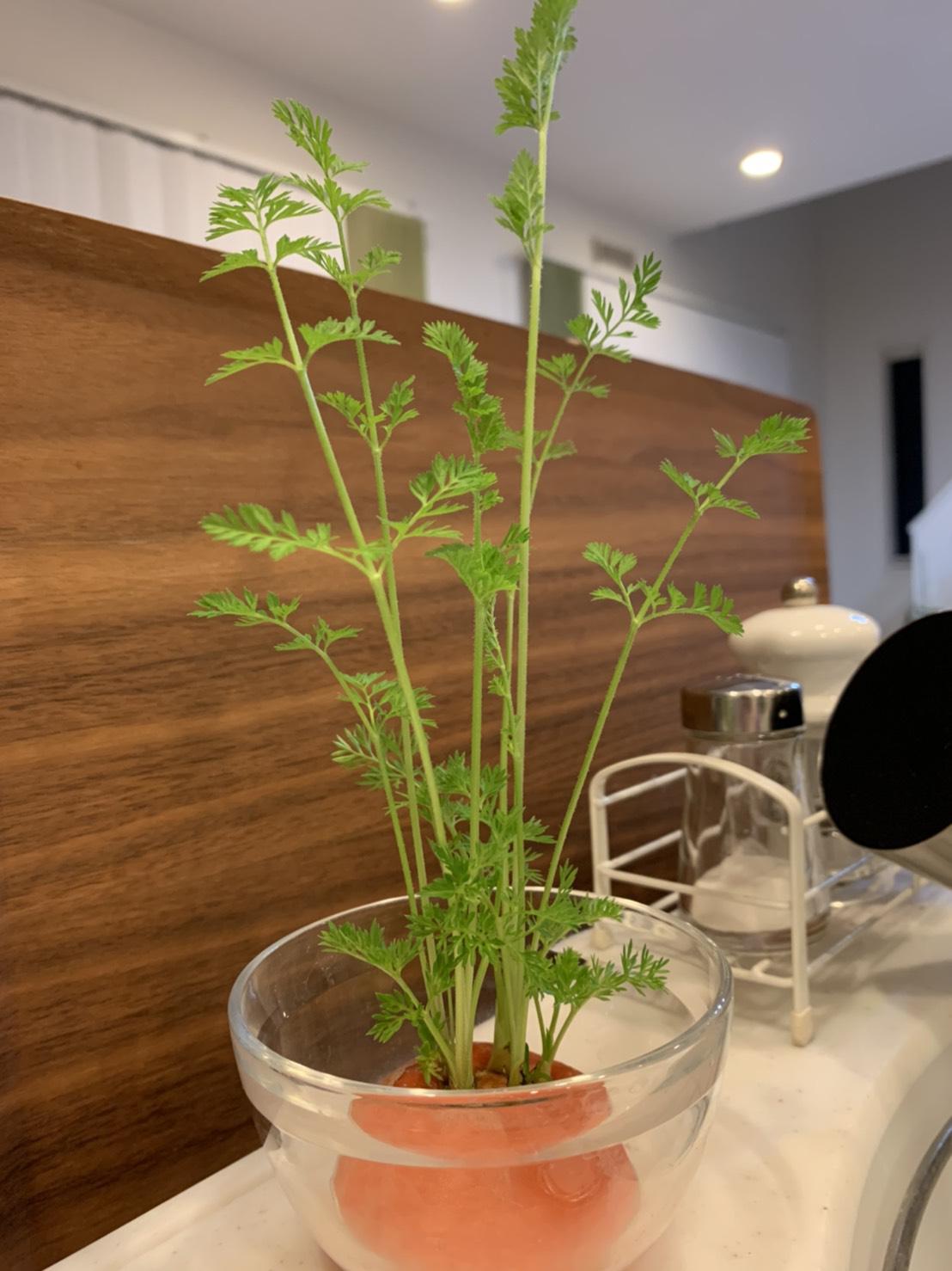 リボベジ🥕🥑🥔